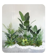 装饰植物
