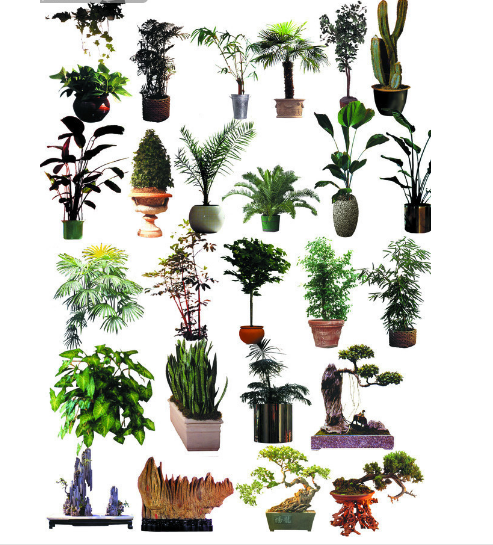 装饰植物